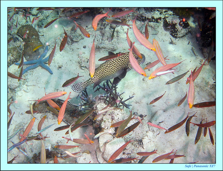 2011 - 08 - Borneo - Mataking 42